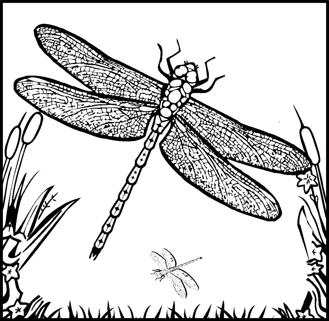 Printable Dragonfly Coloring Pages Coloringme Free Printable