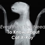 Everything You Need To Know About Cat X Ray   Free Printable Animal X Rays