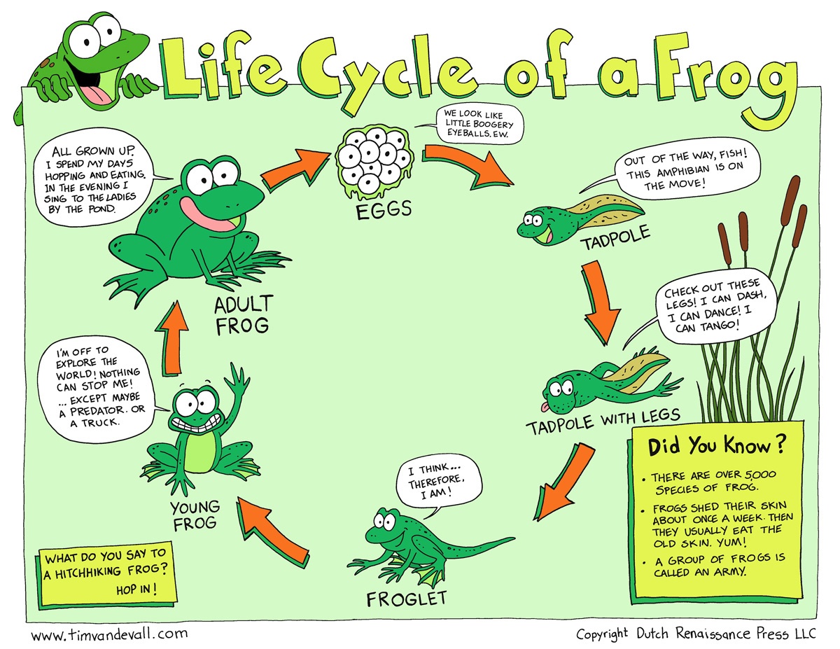 Life Cycle Of A Demogorgon