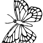 Free Monarch Butterfly Template, Download Free Clip Art, Free Clip   Free Printable Butterfly Clipart