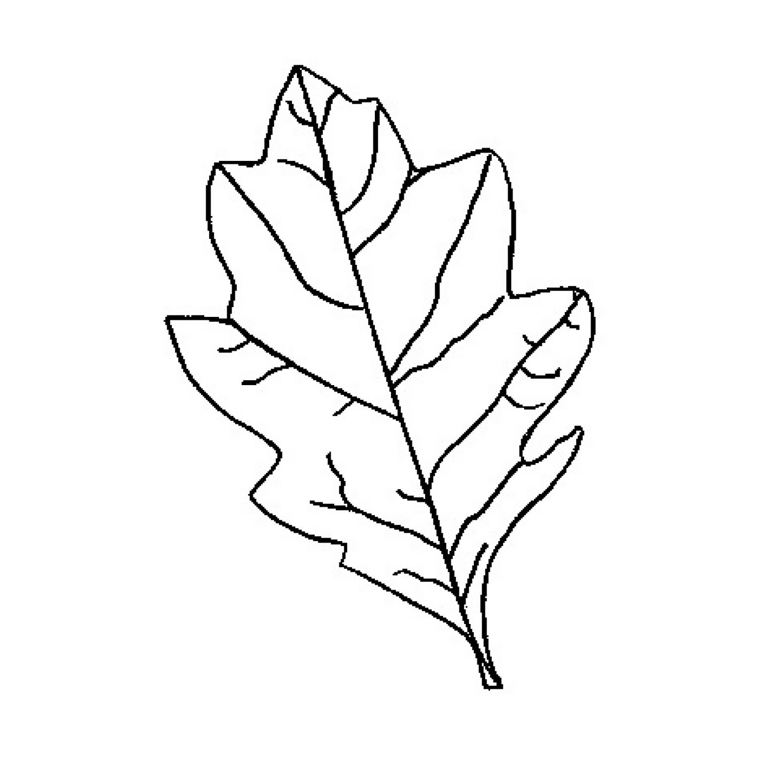 white-oak-leaf-outline-patterns-leaves-and-clipart-clipartpost-free