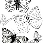 Free Printable Butterfly Colouring Pages | Bible Class | Butterfly   Free Printable Butterfly Coloring Pages