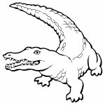 Free Printable Crocodile Coloring Pages For Kids   Free Printable Pictures Of Crocodiles