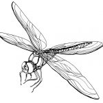 Free Printable Dragonfly Coloring Pages For Kids   Free Printable Pictures Of Dragonflies