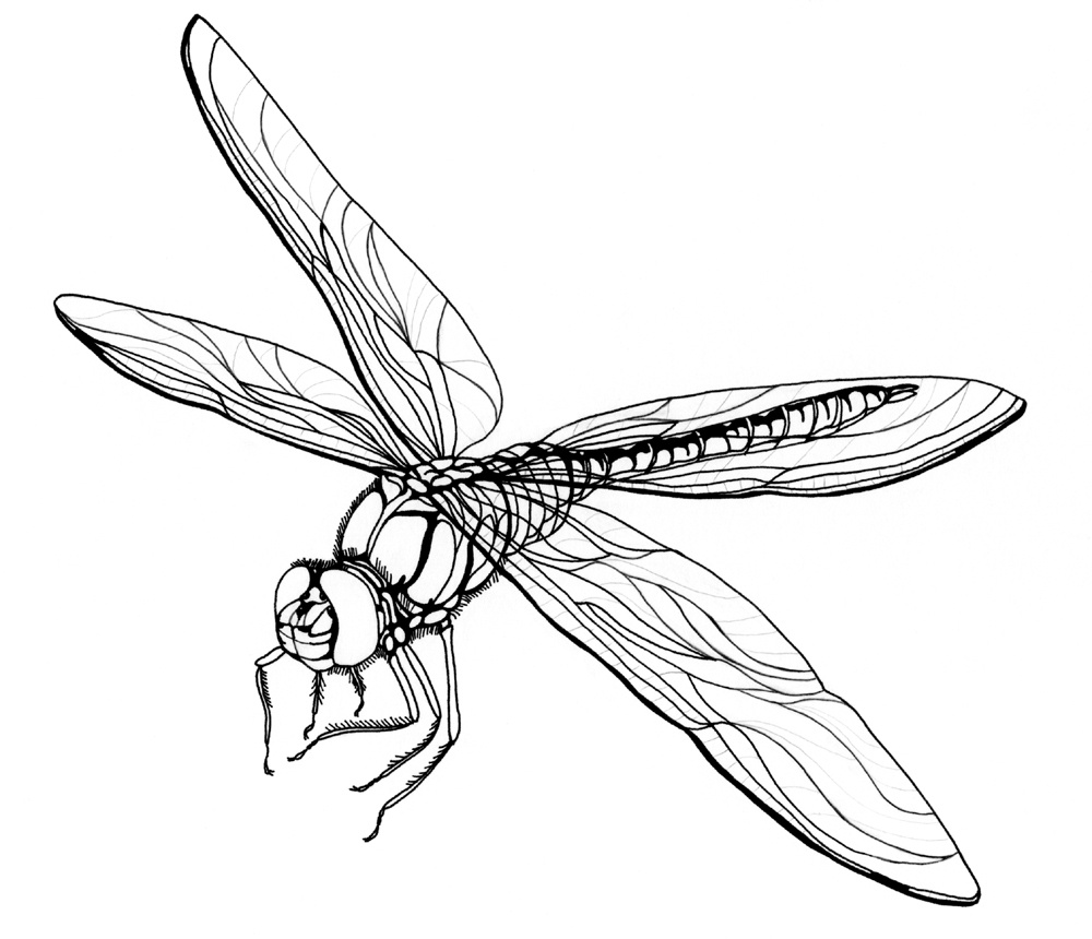 Free Printable Dragonfly Coloring Pages For Kids Free Printable 