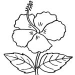 Free Printable Hibiscus Coloring Pages For Kids   Free Printable Hibiscus Coloring Pages