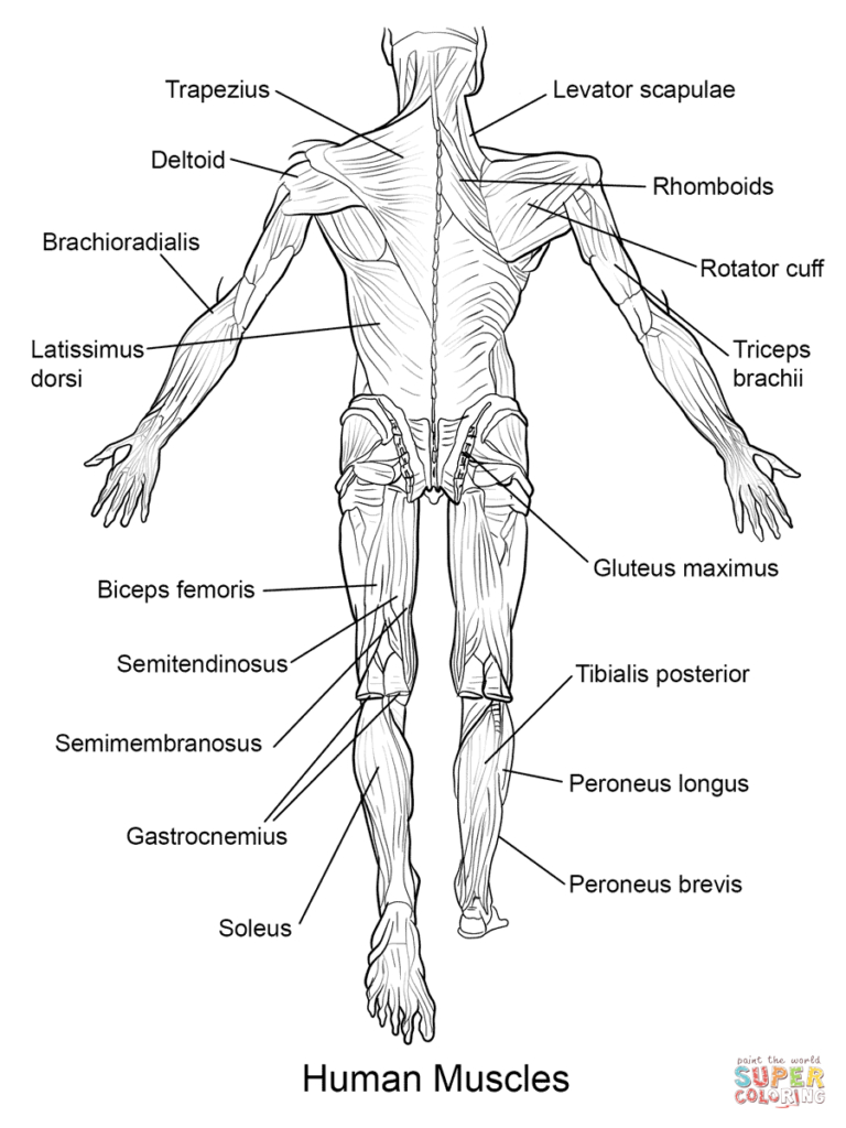 Free Printable Human Anatomy Coloring Pages Best Color My World - Free Printable Human Anatomy Coloring Pages