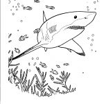 Free Printable Shark Coloring Pages For Kids   Free Printable Shark Coloring Pages