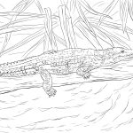 Freshwater Crocodile Coloring Page | Free Printable Coloring Pages   Free Printable Pictures Of Crocodiles