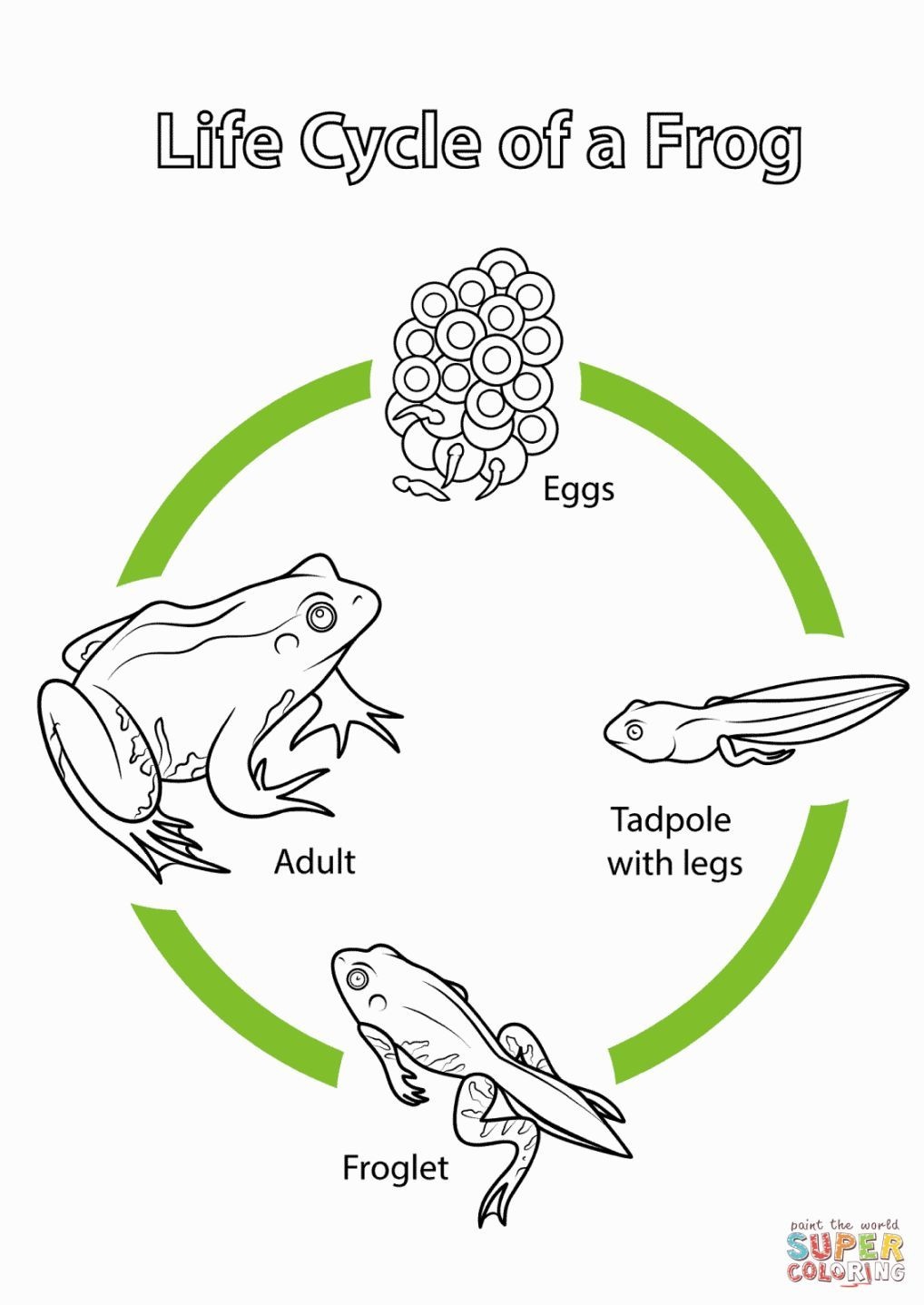 Frog Life Cycle Coloring Page | Coloring Pages | Frog Life - Life Cycle Of A Frog Free Printable Book