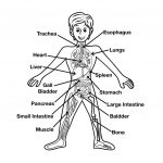 Fun Human Body Facts For Kids   Free Printable Human Anatomy Worksheets