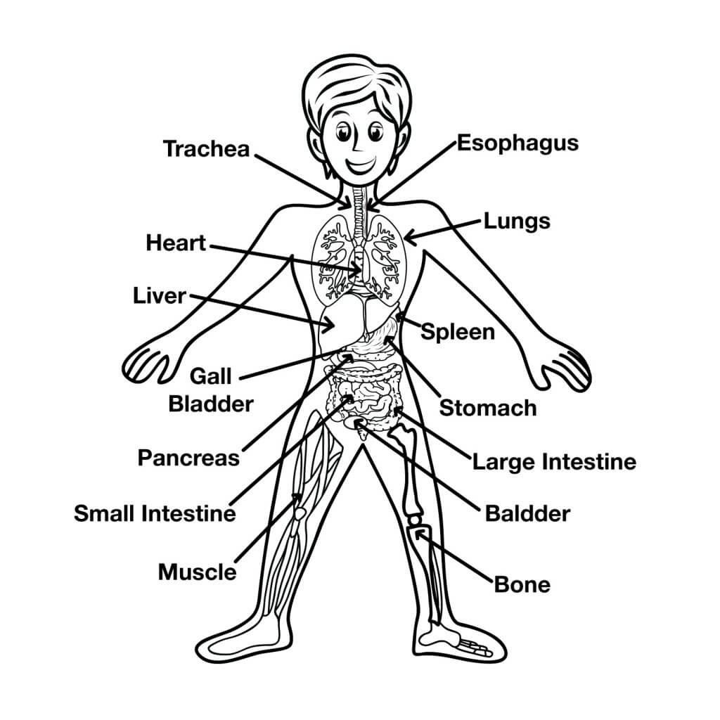 Fun Human Body Facts For Kids - Free Printable Human Anatomy Worksheets