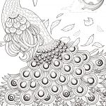 Graceful Peacock Coloring Page | Free Printable Coloring Pages   Free Printable Peacock Pictures