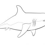 Great White Shark Coloring Page | Free Printable Coloring Pages   Free Printable Shark Coloring Pages