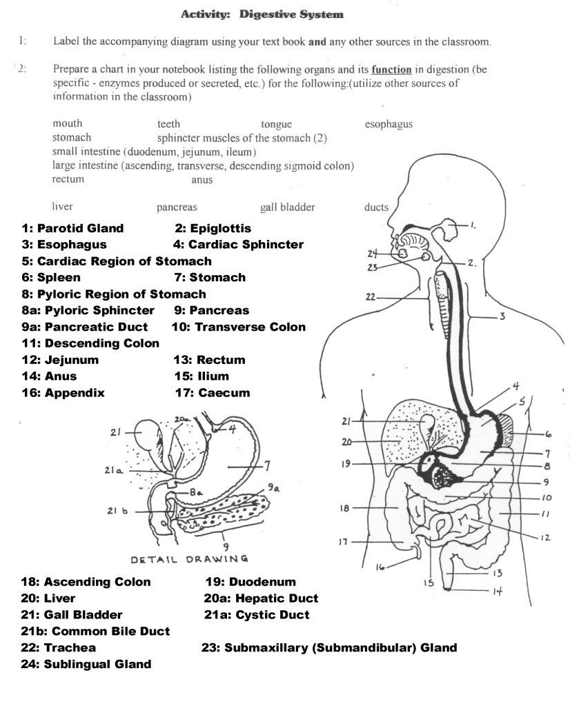 Human Anatomy Diagrams To Label . Human Anatomy Diagrams To Label - Free Printable Human Anatomy Worksheets