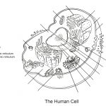 Human Cell Worksheet Coloring Page | Free Printable Coloring Pages   Free Printable Cell Worksheets