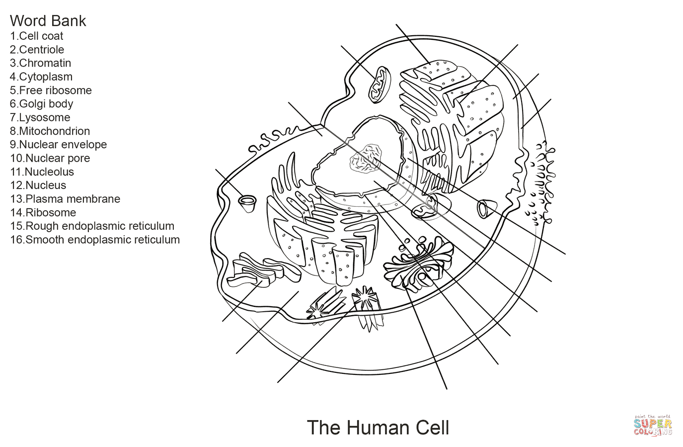 Human Cell Worksheet Coloring Page | Free Printable Coloring Pages - Free Printable Cell Worksheets