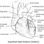 Human Heart Coloring Page | Free Printable Coloring Pages   Coloring   Free Anatomy Coloring Pages Printable