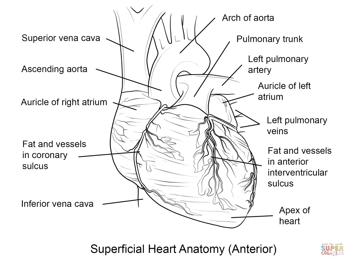 Human Heart Coloring Page | Free Printable Coloring Pages - Coloring - Free Anatomy Coloring Pages Printable