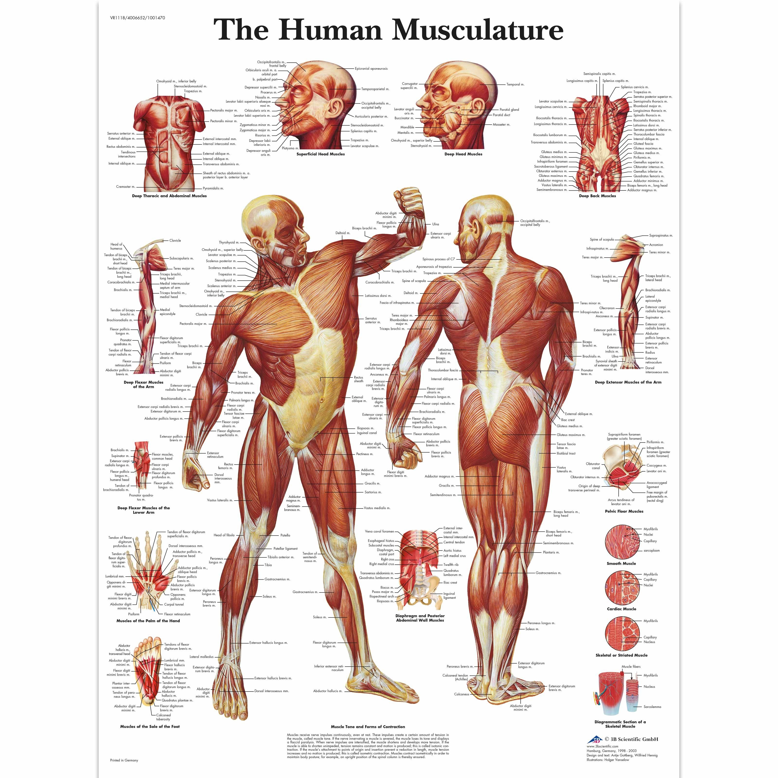 muscle-anatomy-flash-cards-and-muscles-of-face-anatomy-flashcards