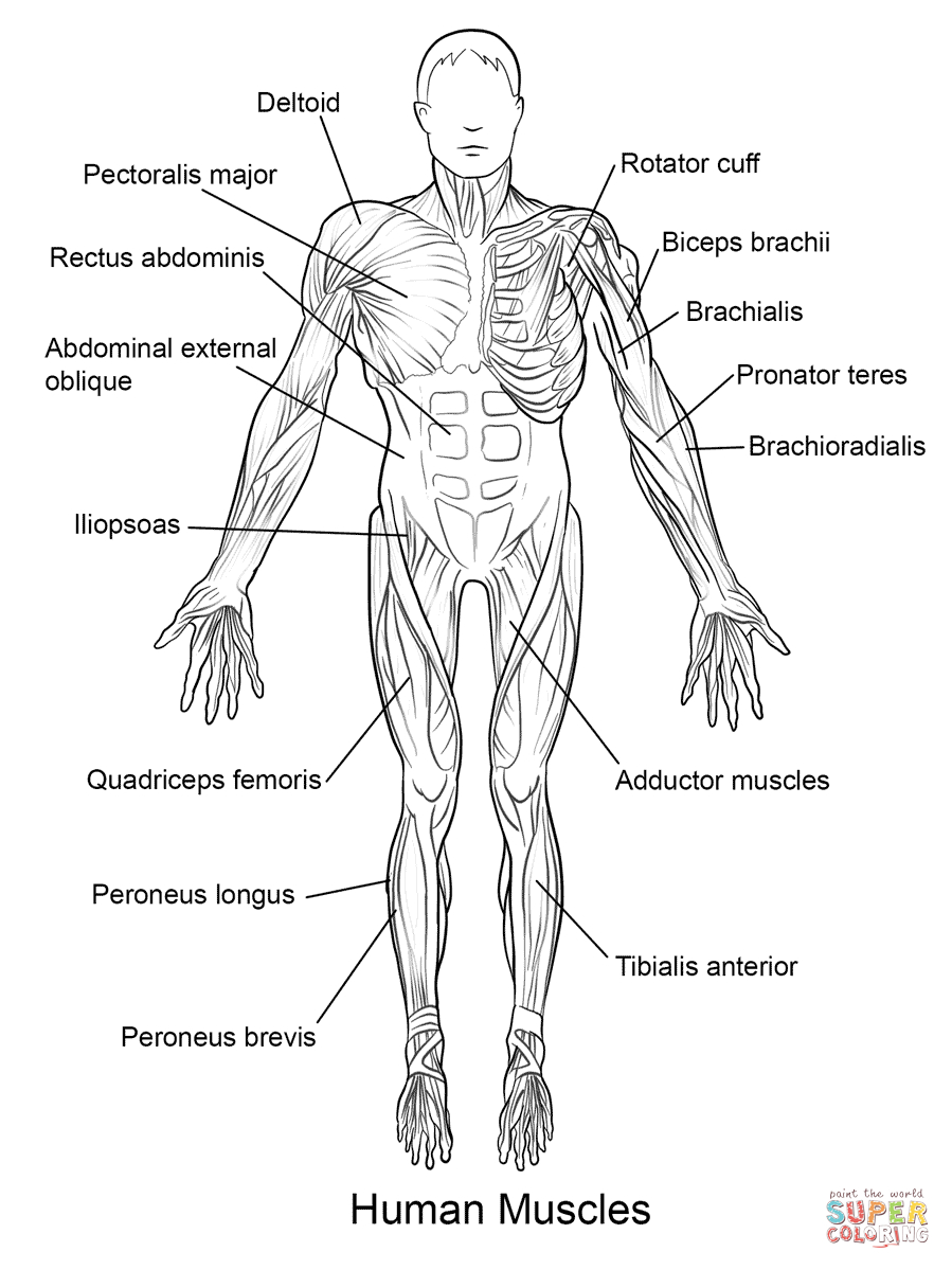 Human Muscles Front View | Super Coloring | Steve | Coloring Pages - Free Printable Human Anatomy Coloring Pages