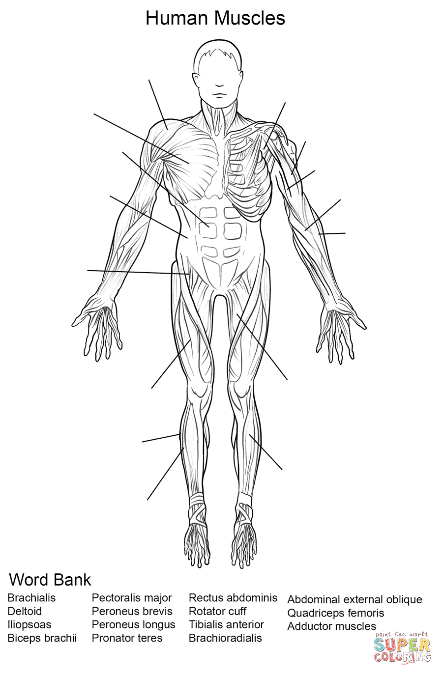 Human Muscles Front View Worksheet Coloring Page | Free Printable - Free Printable Human Anatomy Worksheets