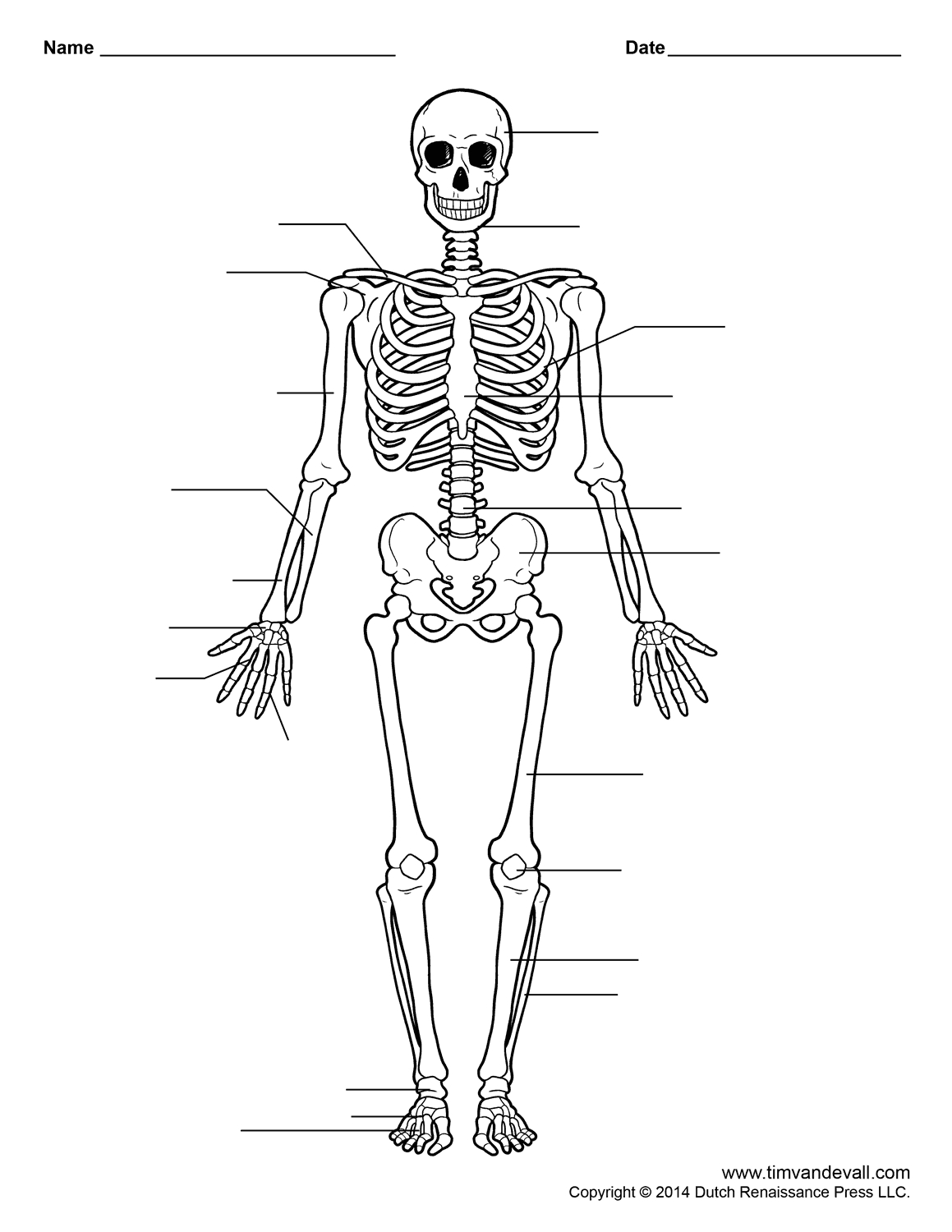 Skeletal System Coloring Coloring Pages Skeletal System Free