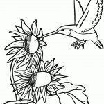 Hummingbirds Coloring Pages | Free Coloring Pages   Free Printable Pictures Of Hummingbirds