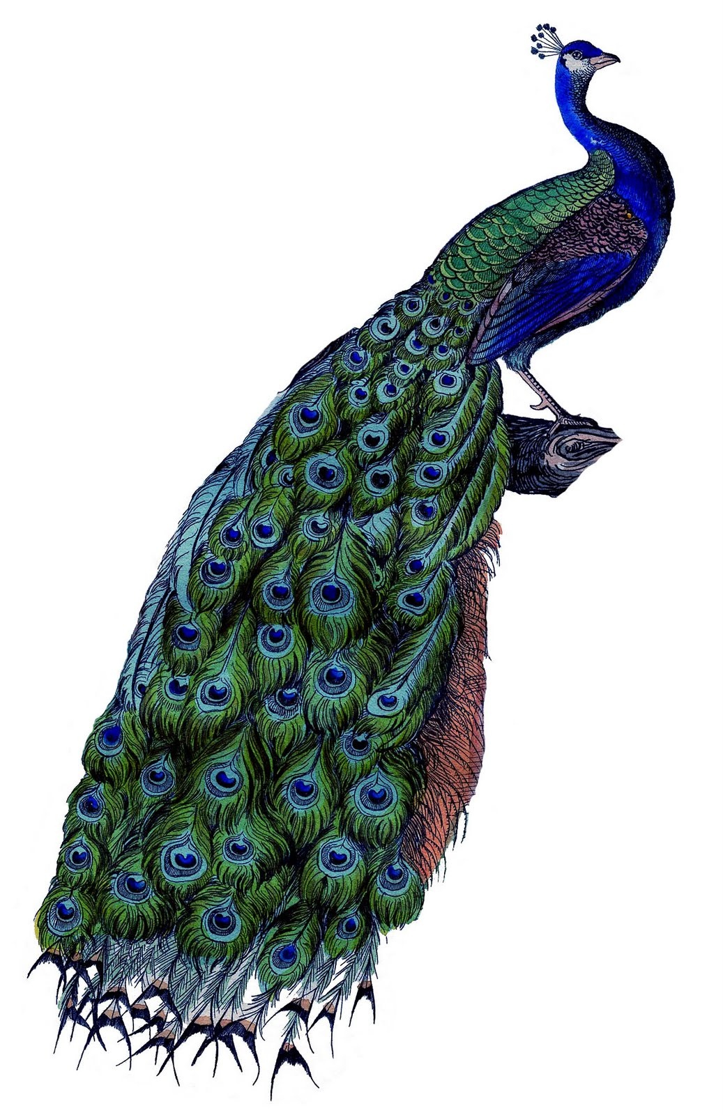 Instant Art Printable Download - Fabulous Colorful Peacock - The - Free Printable Peacock Pictures