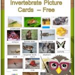 Invertebrates And Vertebrates Card Sort Free Pdf | Science   Free Printable Animal Classification Cards