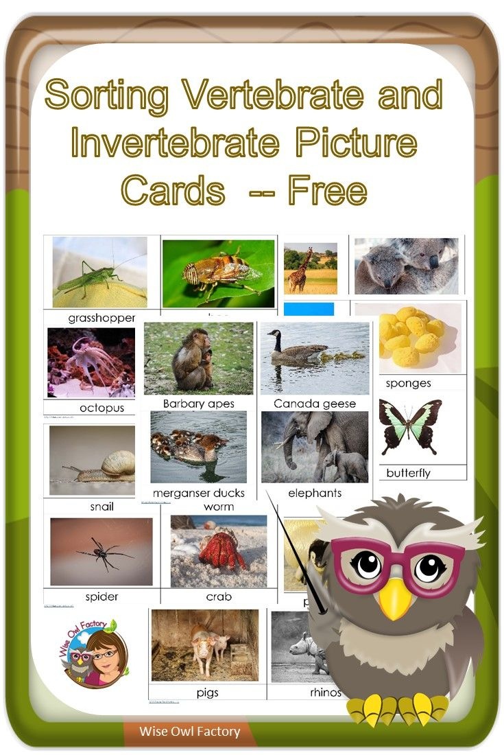 Invertebrates And Vertebrates Card Sort Free Pdf | Science - Free Printable Animal Classification Cards