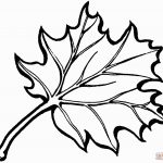 Leaf Coloring Pages Eastern Black Oak Leaf Coloring Page Free   Free Printable Leaf Coloring Pages