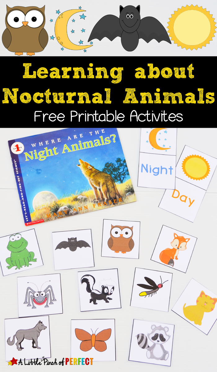 Learning About Nocturnal Animals Free Printable Activities - - Free Printable Animal Classification Cards