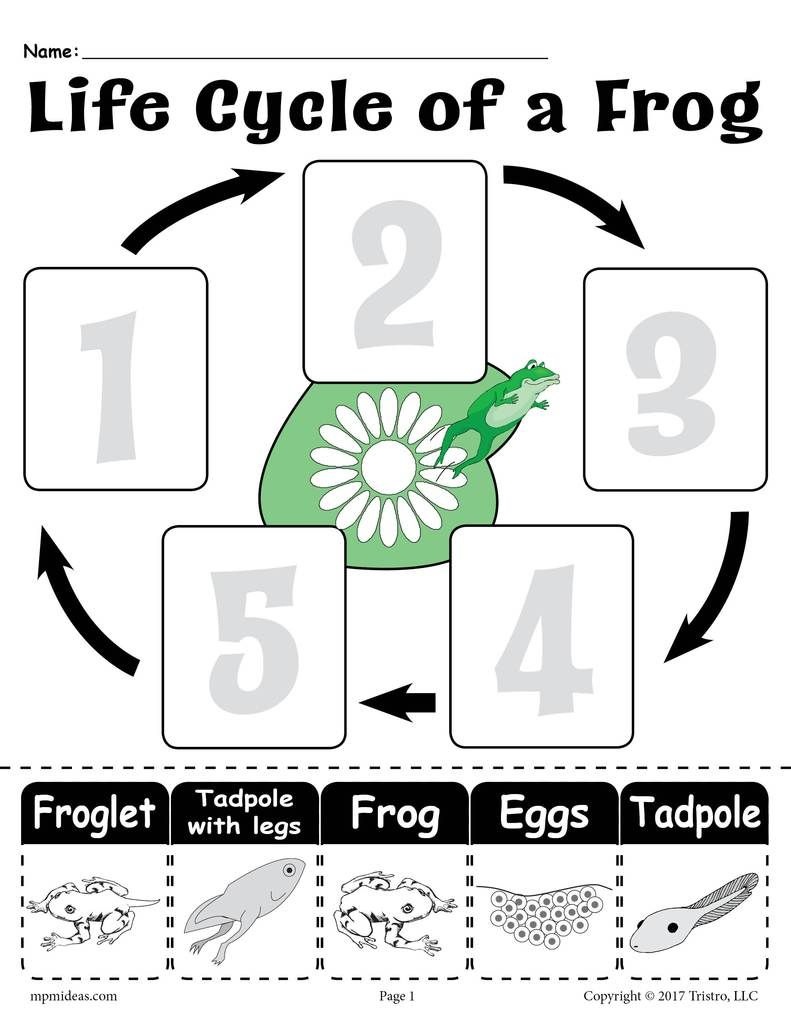 Life Cycle Of A Frog&amp;quot; Free Printable Worksheet | Amphibians | Life - Life Cycle Of A Frog Free Printable Book