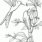 Long Tailed Sylph Hummingbird Coloring Page | Free Printable   Free Printable Pictures Of Hummingbirds