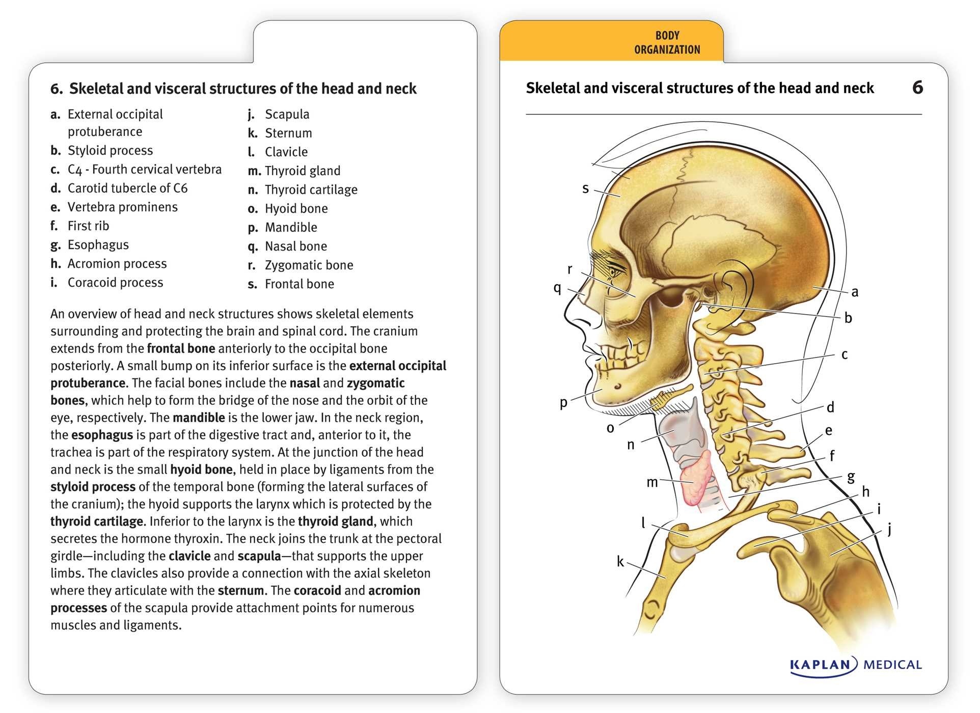 Free Printable Muscle Flashcards Templates Printable Download