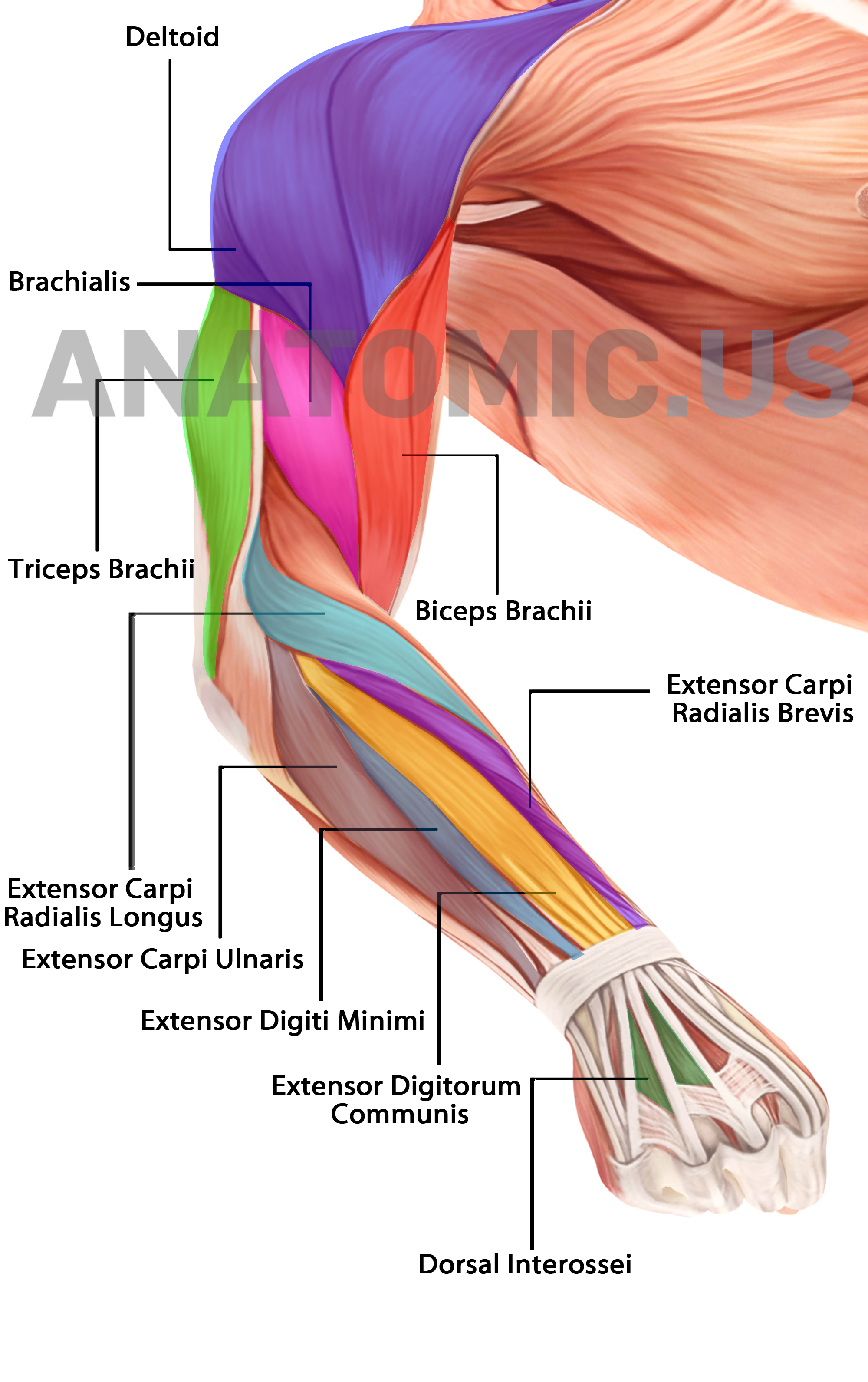 free-printable-muscle-flashcards-free-printable