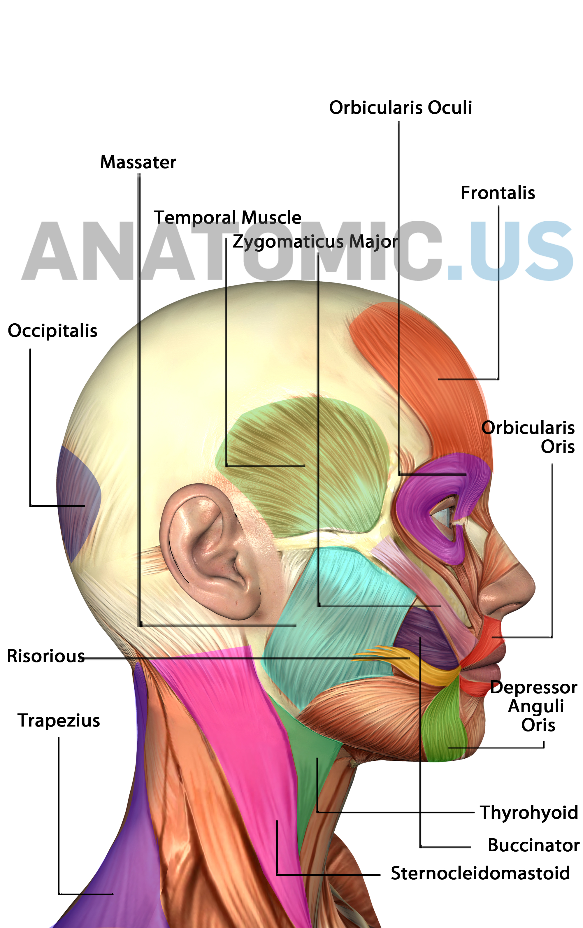 Muscle Anatomy Flash Cards And Muscles Of Face - Anatomy Flashcards - Free Printable Muscle Flashcards