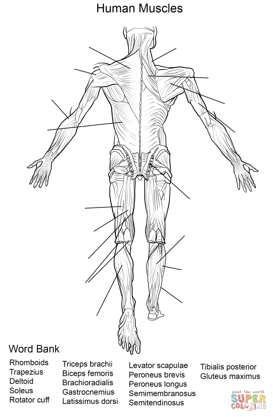 Muscle Anatomy Flash Cards And Muscles Of Face - Anatomy Flashcards