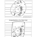 Perfect Animal And Plant Cells Worksheet 61 For Animal Cell Diagram   Free Printable Cell Worksheets