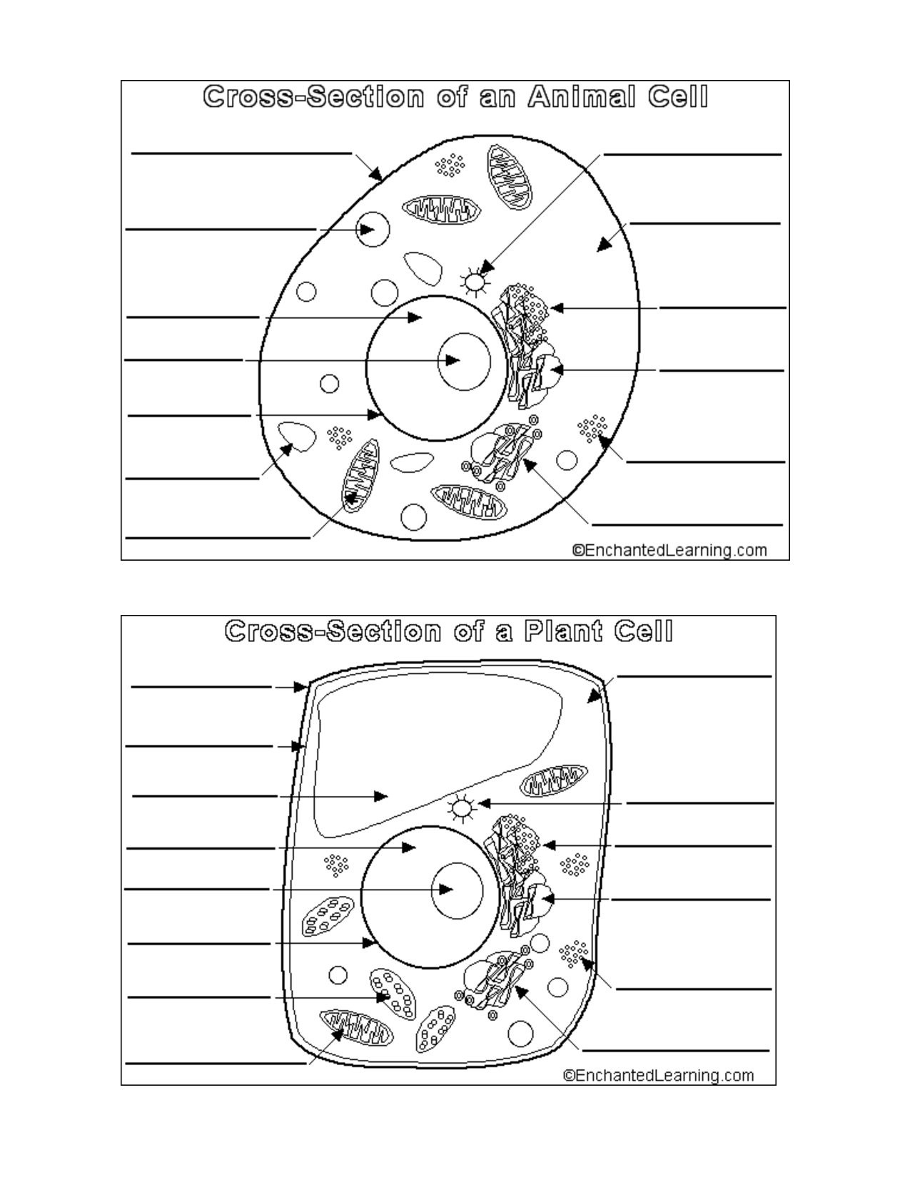 Plant And Animal Cell Labelling Worksheet
