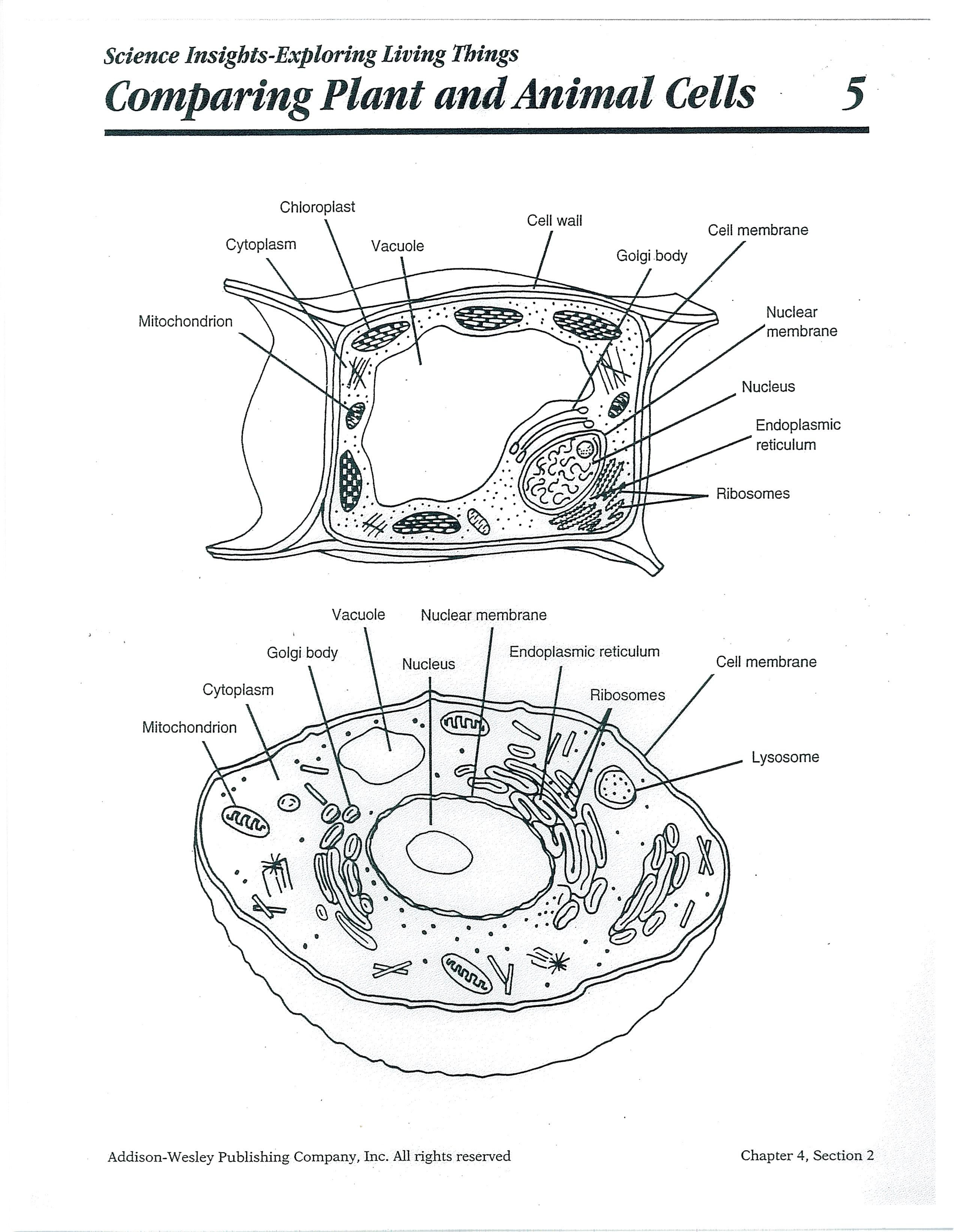 Pincynthia Bernard On Cells | Biology Classroom, Plant, Animal - Free Printable Cell Worksheets