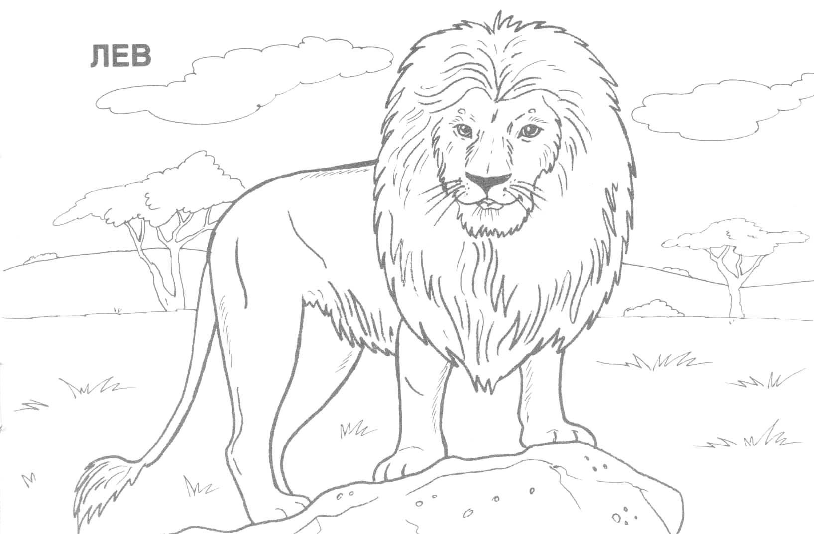 Pinjulia On Colorings | Blanco Y Negro, Dibujos A Lápiz - Free Printable Wild Animal Coloring Pages