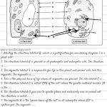 Plant Cell And Animal Cell Diagram Worksheet | Christmas | Animal   Free Printable Cell Worksheets