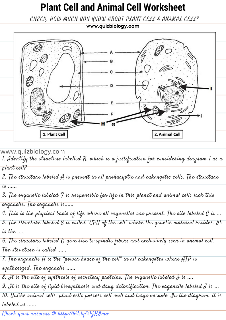 Plant Cell And Animal Cell Diagram Worksheet | Christmas | Animal - Free Printable Cell Worksheets