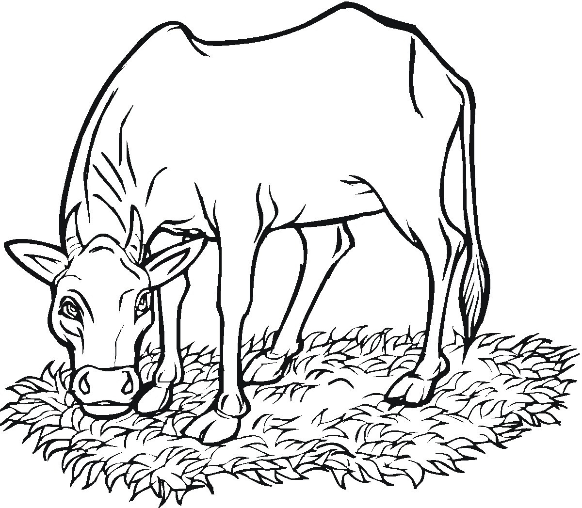 free-printable-cow-coloring-pages-for-kids-coloring-pages-of-cows