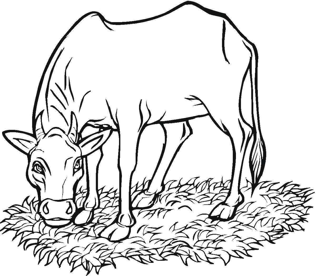 Free Printable Cow Coloring Pages For Kids Coloring Pages Of Cows