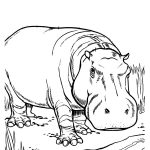 Printable Hippo Coloring Pages | Coloringme   Free Printable Hippo Coloring Pages