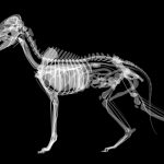 Printable X Ray Pictures – Orek   Free Printable Animal X Rays