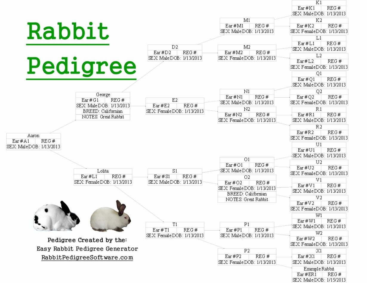Rabbit Pedigree Created Using The Easy Rabbit Pedigree Generator - Free Printable Dog Pedigree Generator